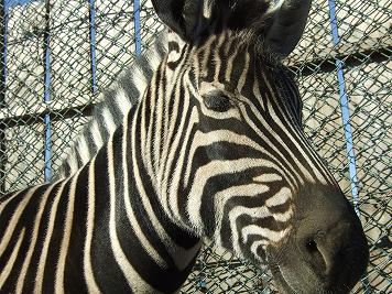 群馬サファリ・シマウマ