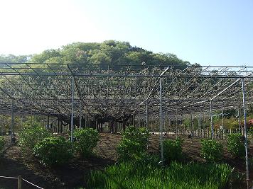 足利フラワーパーク