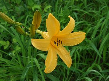 ニッコウキスゲ