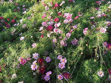 板倉コスモス祭り02