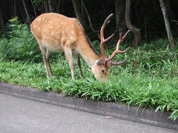 知床半島のエゾジカ