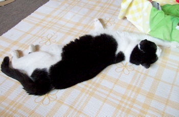 梅雨時の猫