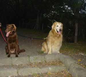 060608駿府公園の石段1