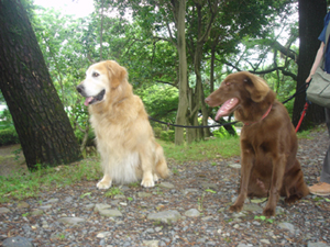 060616駿府公園マックサラ