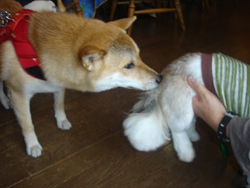 060611匂い嗅ぎ幼稚園