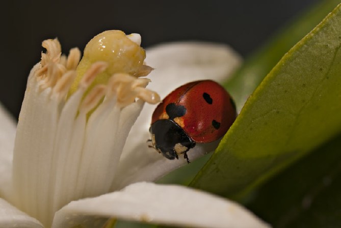 ハートのてんとう虫