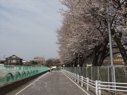 桜景色_5.JPG