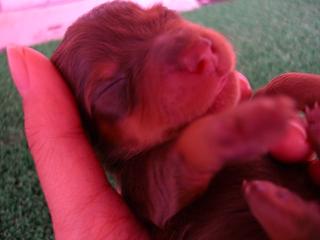 チョコタンオス