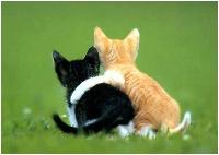 kitten_friends-s.jpg