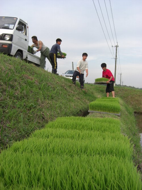 箱苗運び