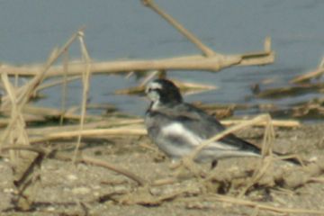 なんと言う鳥だろう_002