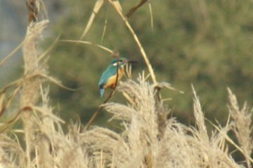 お～、かわせみだ！