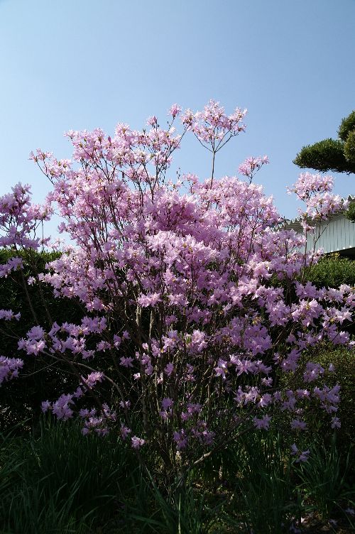 イワツツジ