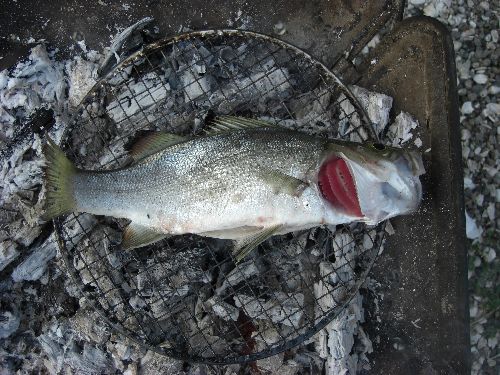 昨日釣っていたら大物賞！