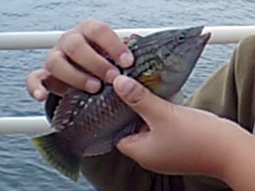 ベラ一丁上がり！