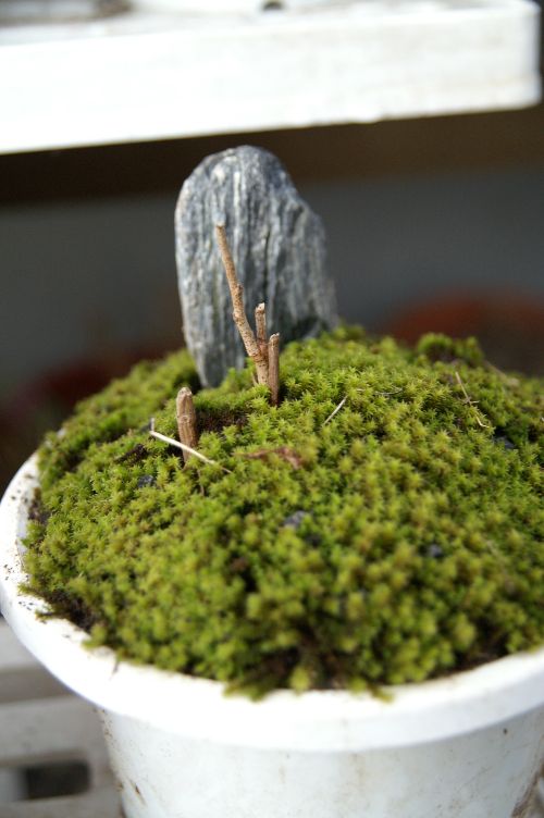 ミニ盆栽と呼べるかぁ～？