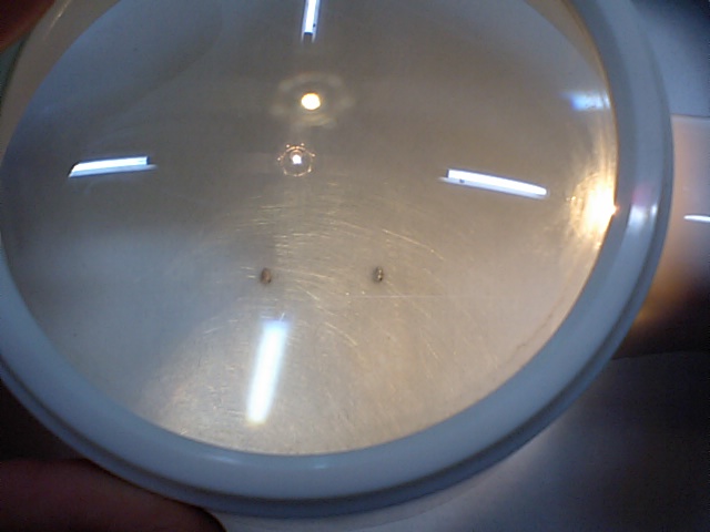 これが日本一小さな鈴らしい・・・