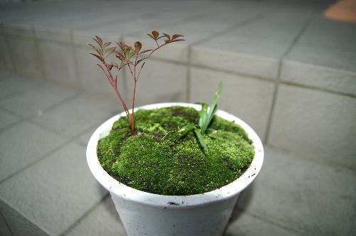 この時期は南天の幼木が映える