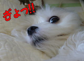 L2.jpg