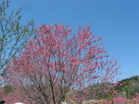 青空