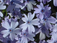 芝桜（パープル）