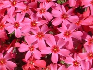 芝桜（ピンク）