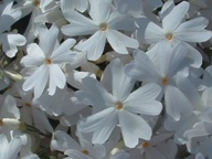 芝桜（白）