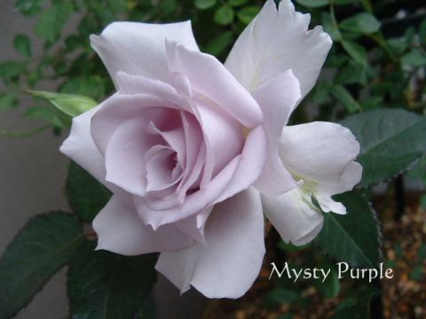 ミスティ・パープル