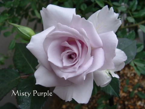 ミスティ・パープル