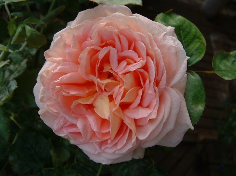 アブラハム・ダービー