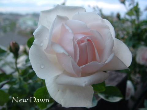 ニュー・ドーン