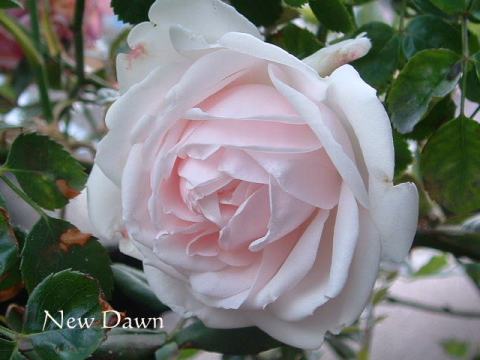 ニュー・ドーン