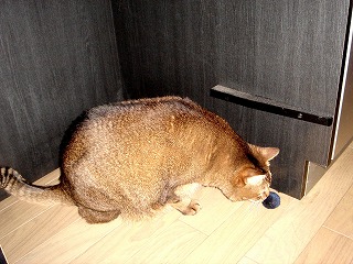 くんくん.jpg
