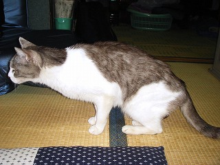 ロックの目の先にパールが・・・.jpg