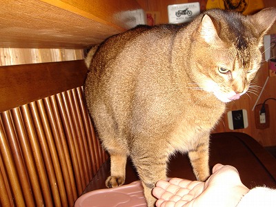 ぺろ.jpg