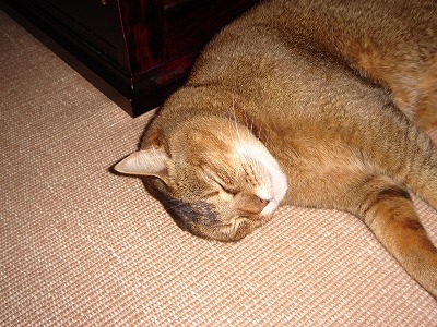 DSC03687.jpg