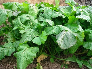 人の野沢菜.jpg