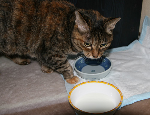 ちゃべ飲まない