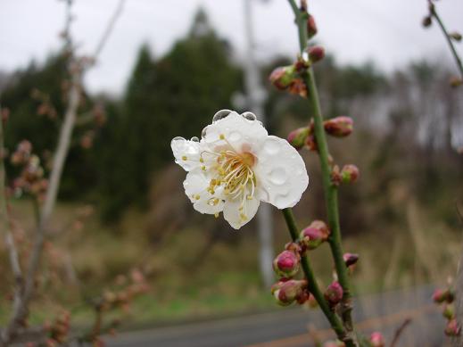 実梅の花.jpg