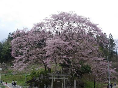 新殿神社の岩桜１.jpg