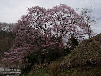 新殿神社の岩桜２.jpg