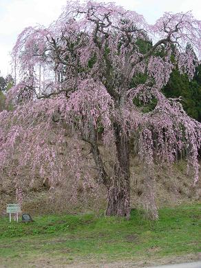 福田寺の枝垂れ桜.jpg