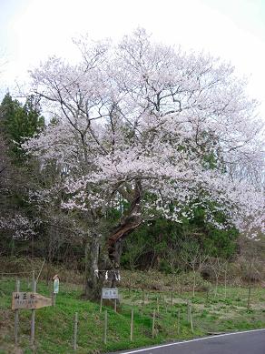 山王桜.jpg