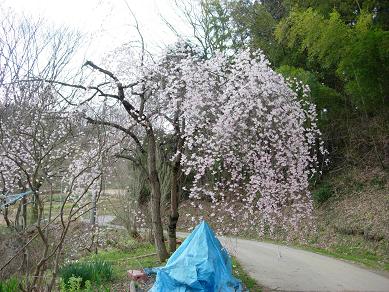 実家の桜.jpg