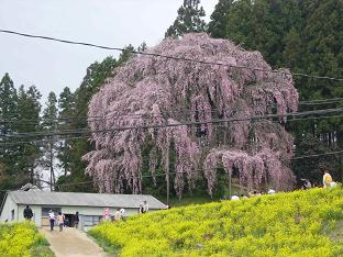 合戦場の桜.jpg