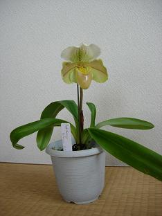 Reezy ‘Princess’.jpg