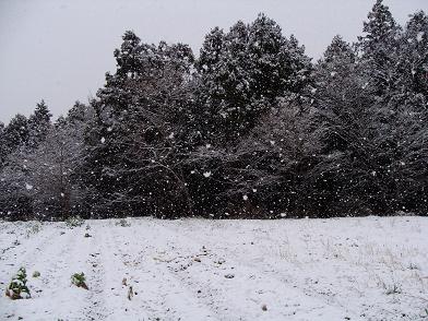 雪が降ってます.JPG