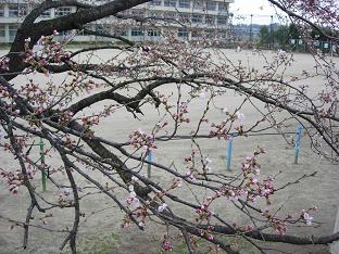 咲いてきた桜.jpg