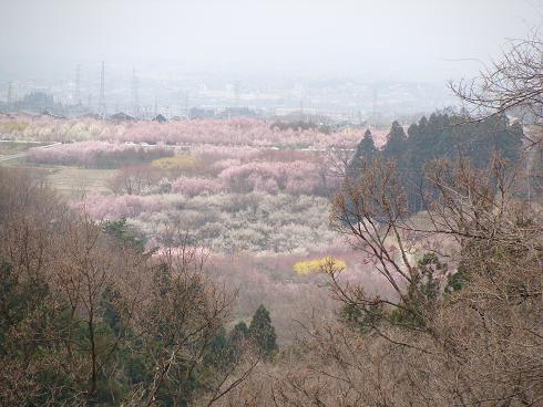 花木団地.JPG