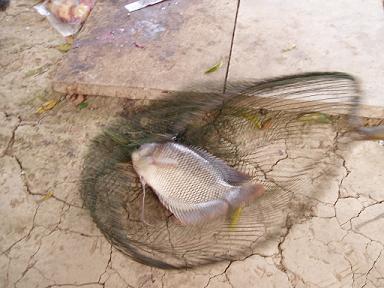 とれたての淡水魚
